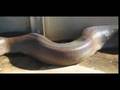 videos de Nice Snake