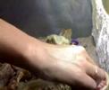 bearded dragon