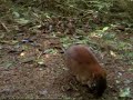 Shrew\ Shrew\