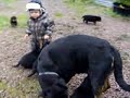 Rottweiler  pups - Rottweilervalpar