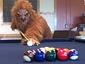 The Geneseo Werewolf Strikes Back