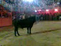 Bou envolaet per beniganim
