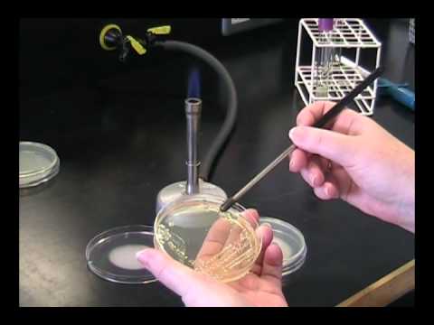 how to isolate single colonies of bacteria