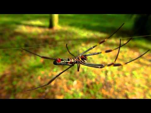 Spider that Eats Birds