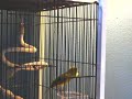Green Singer canary