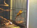 Green Singer canary