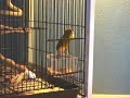 Green Singer canary