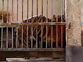 Harimau Stress di Gembira Loka