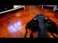videos de Dachshund - his toy dumbbell (Part 1)