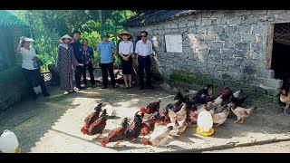 Tổng kết mô hình nuôi gà ri thuần