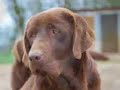 elevage chien elevage chien