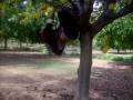 videos de LOS ILEGALES EN ESTADOS UNIDOS-PARACUARO GTO