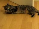 Cats love valerian Cats love valerian