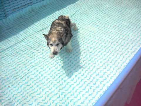 Video cani siberian husky