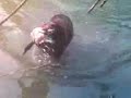 Kurzhaar in water take a Duck