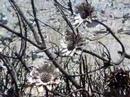 Table Mountain - a Global Warming warning?