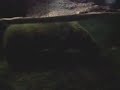 Capibara en el agua Capibara en el agua
