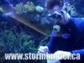 How to Clean a Really Big Fishtank
