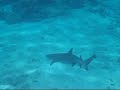 Royal Davui-Fiji 08