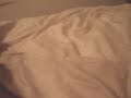 Spike spazzing in my bed Spike spazzing in my bed