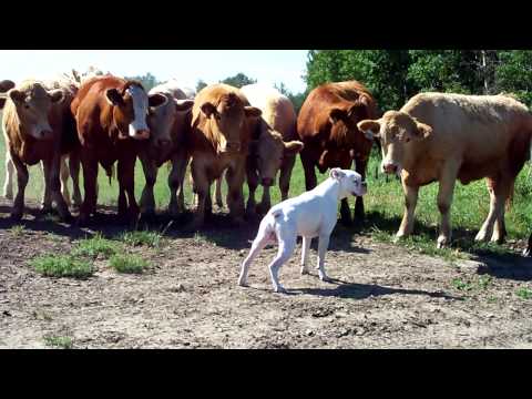 boxer vs cows
