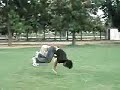BBOY