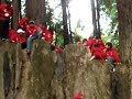 レッドウッド