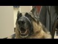 More Pets Prescribed Psychiatric Drugs