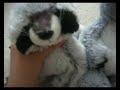 my webkinz and webkinz couples. my webkinz and webkinz couples.