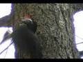 Pileated Woodpeckers