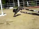 Terrier hopp :D