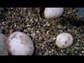 Cornsnake Eggs (10 more days)