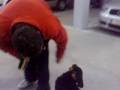 rottweiler cachorro 3 meses rottweiler cachorro 3 meses