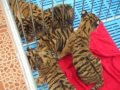 youngest baby tigers in sriracha tiger zoo