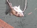 pesca allorata