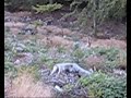deer hunter