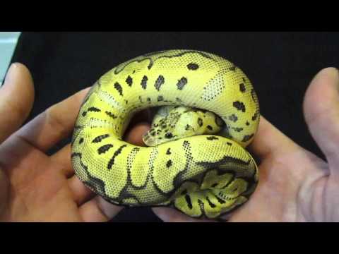 how to properly hold a ball python