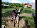 my pet goat
