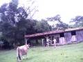 videos de atacadas por um bode preto.