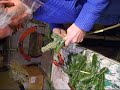 Dr Ernest Luthi cr�ateur en Sapin de Noel