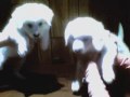Puppies dancing to your a jerk