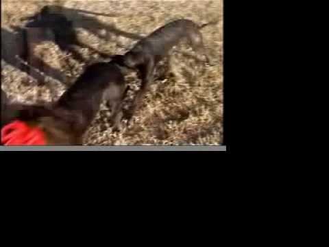 Scottish Deerhound pups Azure