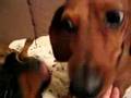 Salchicha video