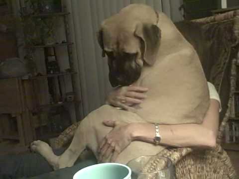 bullmastiff
