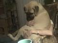 Bullmastiff