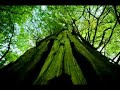 Trip Meares Island