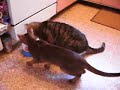 Cheeky Abyssinian Cat