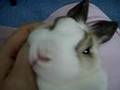 喇叭兔 開喇叭聽喔 bunny funny voice open speaker