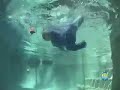 Baby Swimming Self-Rescue