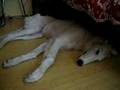 Borzoi video